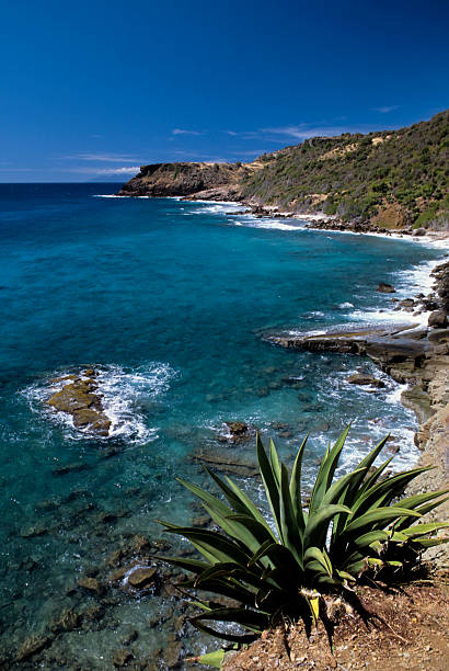 Antigua, Coastline With Century Plant In Foreground.