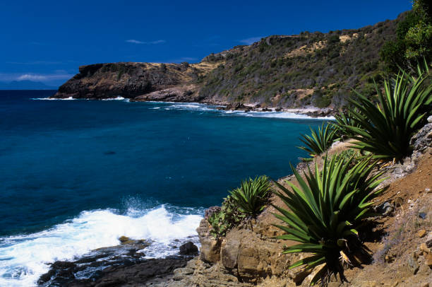 Antigua, Coastline With Century Plants In Foreground.