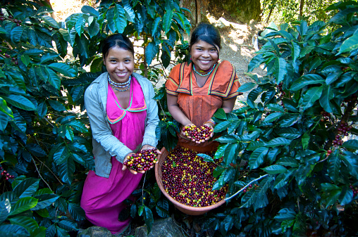 Coffee farmers in Bolivia