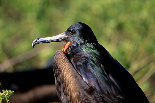 Ecuador, Galapagos Island, Tower (genovesa) Island, Male Frigate Bird.