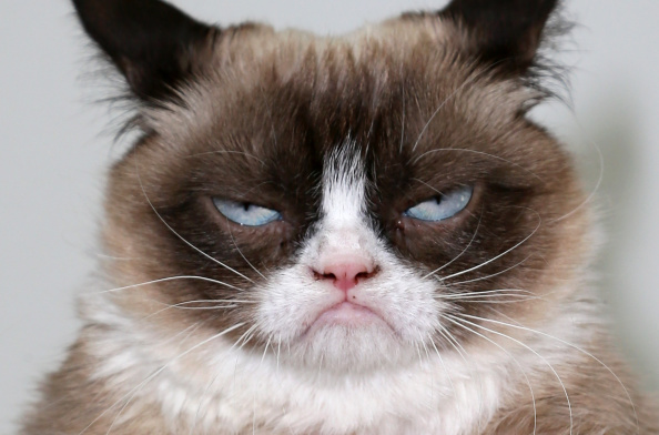 grumpy-cat-attends-the-grumpy-guide-to-life-observations-by-grumpy-picture-id453190194