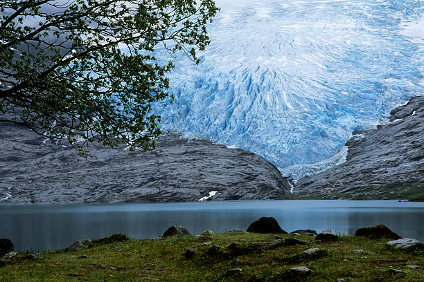 Norway, Near Bodo, Svartisen Glacier, Tree In Foreground.