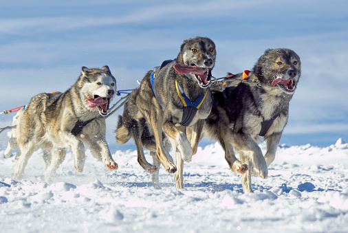 http://media.gettyimages.com/photos/panting-siberian-husky-sled-dogs-running-in-snow-picture-id536976433?k=6&amp;m=536976433&amp;s=170667a&amp;w=0&amp;h=HWOTa174gjySkcE6gmlvsUnOs8DtCxxuRQDToWQu8xs=