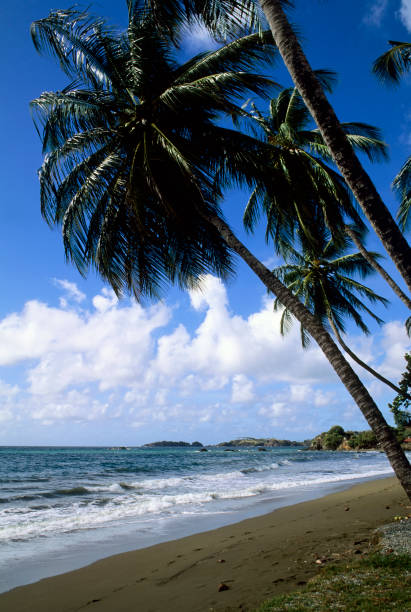 Tobago, Prince's Bay, Coconut Palm Trees On Beach.