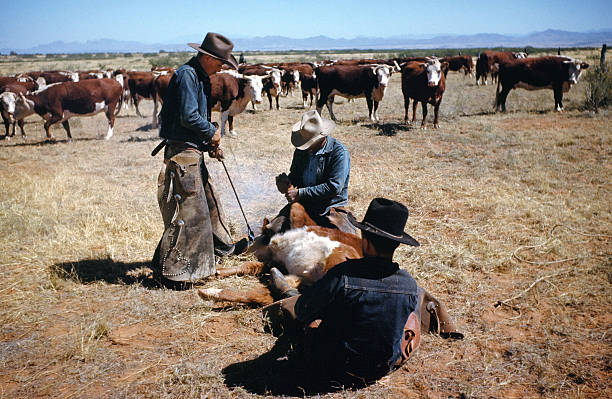 A view as a cattle rancher brands a cow in Montana.