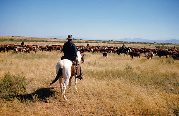 A view as a cattle rancher herds cows in Montana.