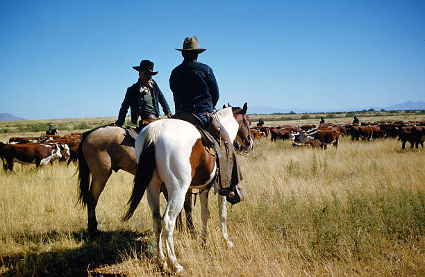 A view as cattle ranchers look over the herd of cows in Montana.