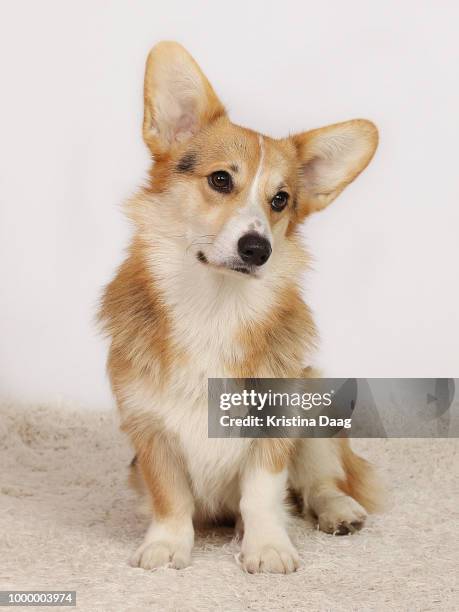 dogs - corgi stock pictures, royalty-free photos & images