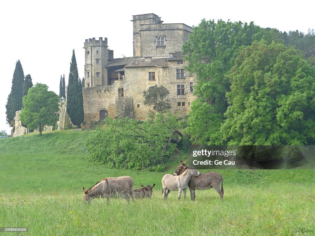 Les anes du chateau