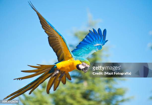 the flight of the macaw - guacamayo fotografías e imágenes de stock