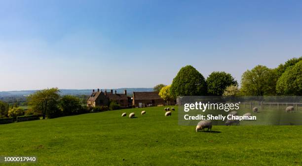 sheep grazing in rural cotswold, england - cotswolds stock pictures, royalty-free photos & images