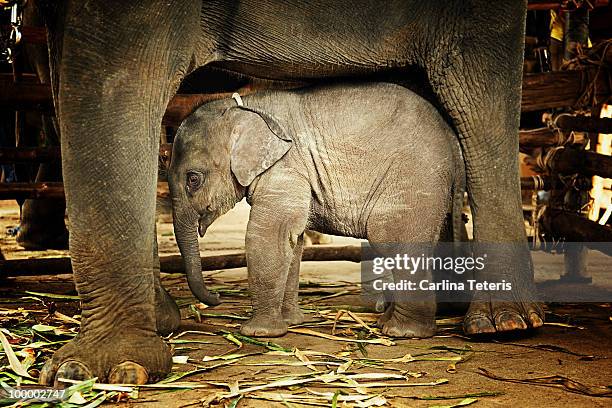 Baby elephant sheltered under mother
