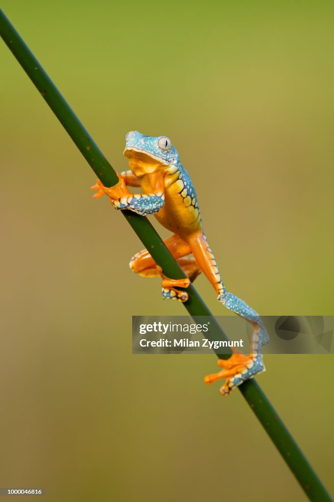 Fringe Tree Frog