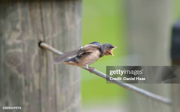 waiting to be fed - haas stock pictures, royalty-free photos & images