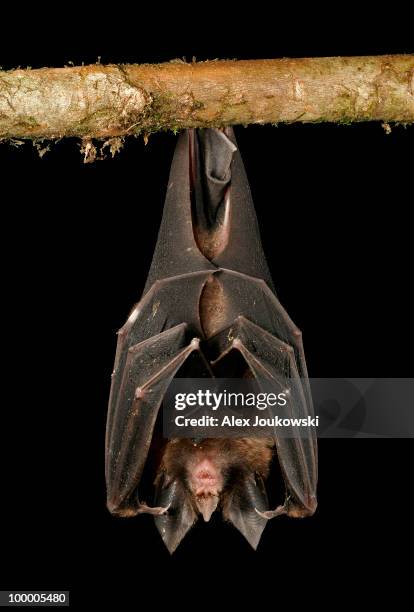 sleeping bat - bat hanging upside down stock pictures, royalty-free photos & images