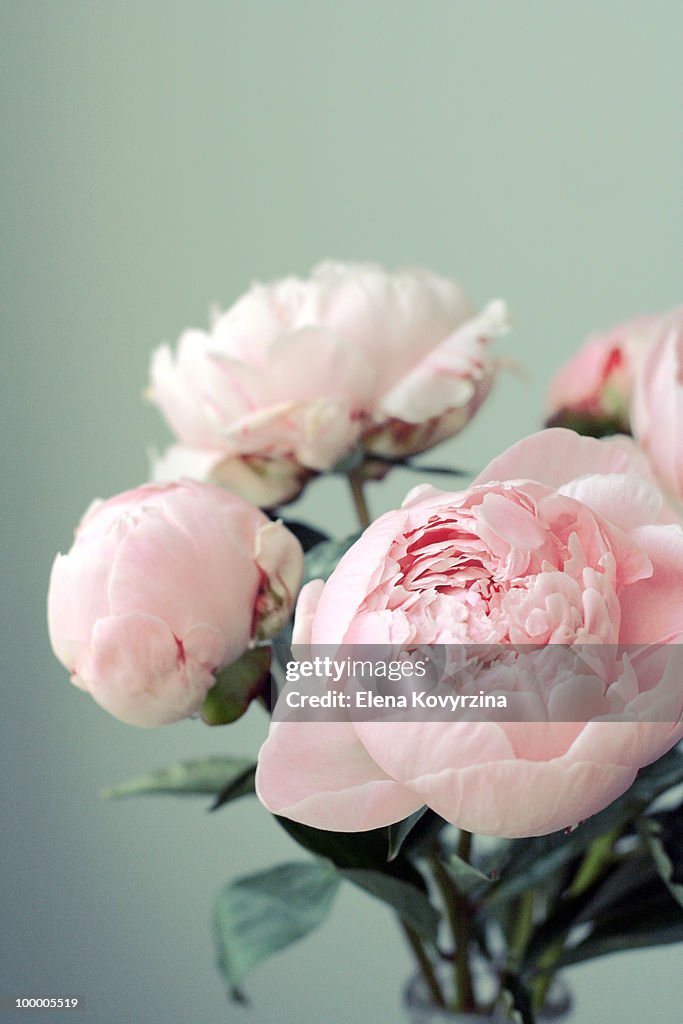Pink peonies on light green background