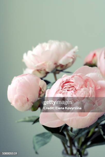 pink peonies on light green background - peony foto e immagini stock