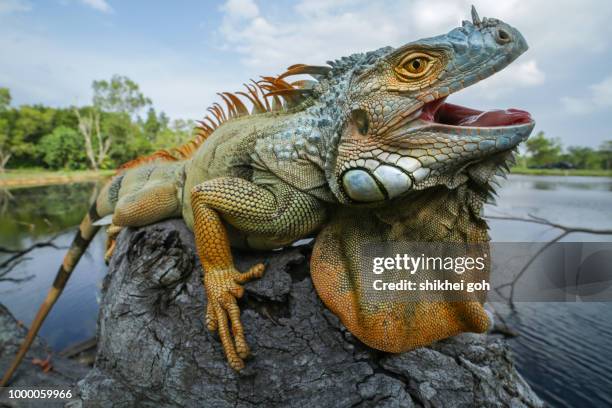 iguana - iguana imagens e fotografias de stock