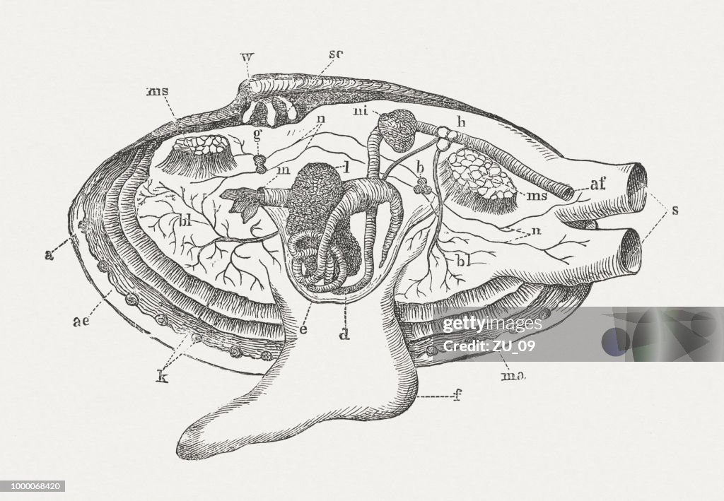 Timber Shell Skeleton Anatomy Of A Shell Wood Engraving Published Around 1895 High-Res Vector ...