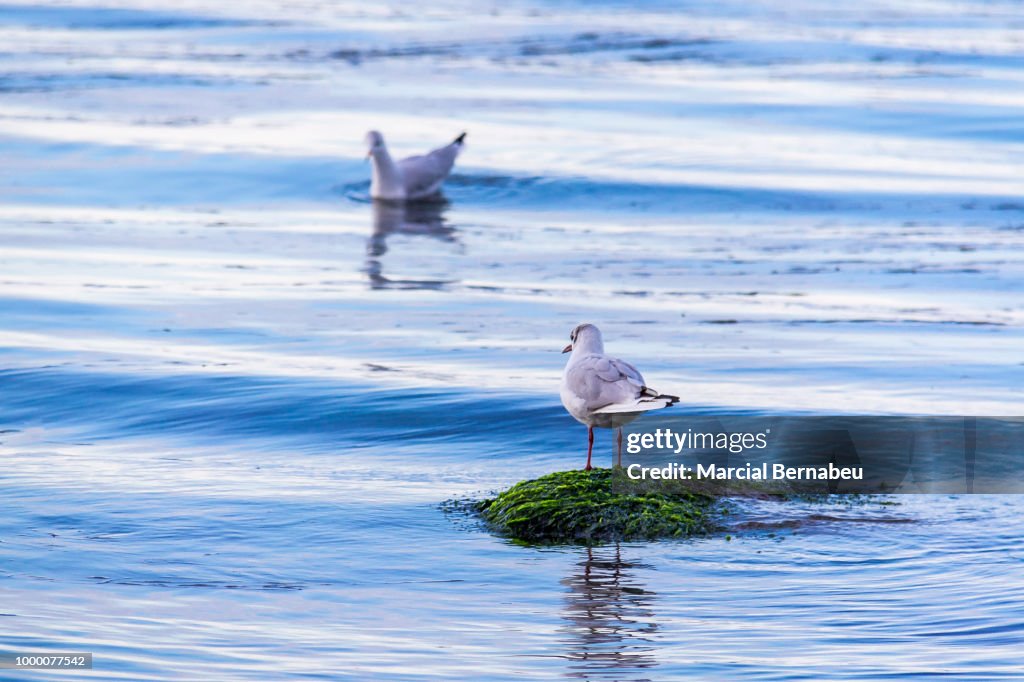 Seagulls at Bray Beach