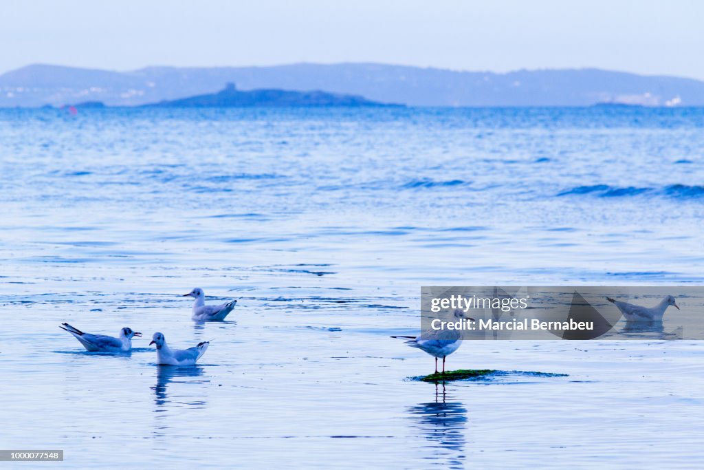 Seagulls at Bray Beach