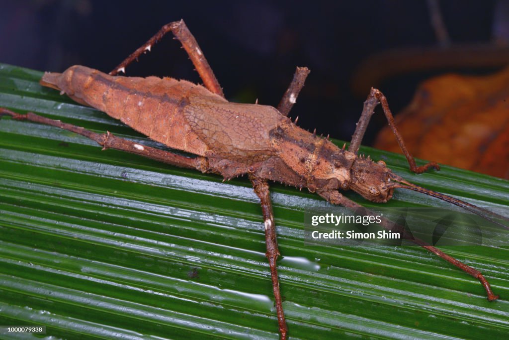 Macro Image Of A Stick Insect From Borneo Forest