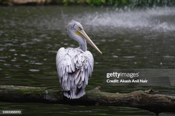 Akash Nair Photos and Premium High Res Pictures - Getty Images