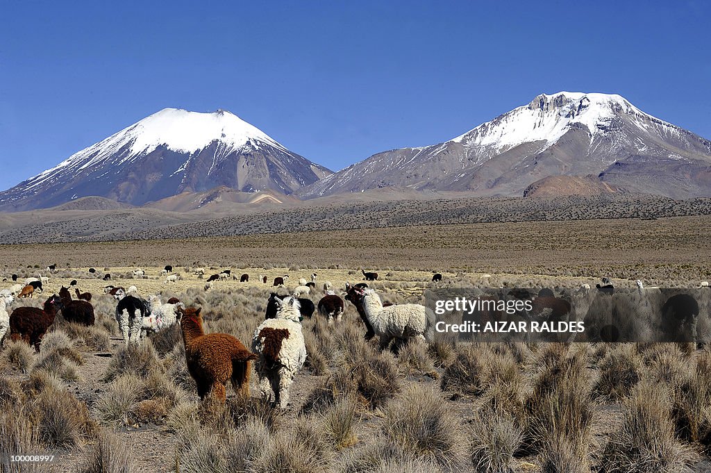 A herd of llamas and alpacas are seen gr