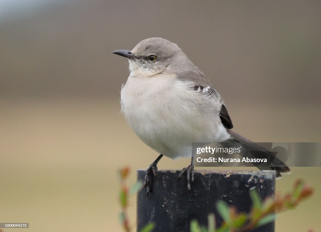Mockingbird Rust Color Mockingbird High-Res Stock Photo - Getty Images