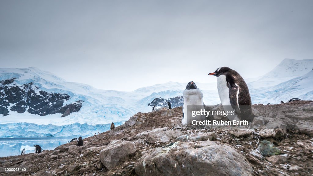 Couple of penguins in the nest with a glacier behind