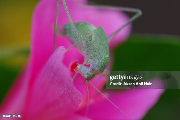Akash Nair Photos and Premium High Res Pictures - Getty Images
