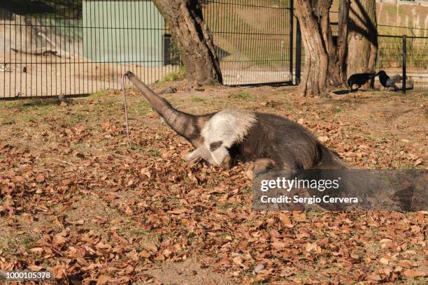 giant anteater, myrmecophaga tridactyla with its tongue out in a - giant anteater tongue stock pictures, royalty-free photos & images