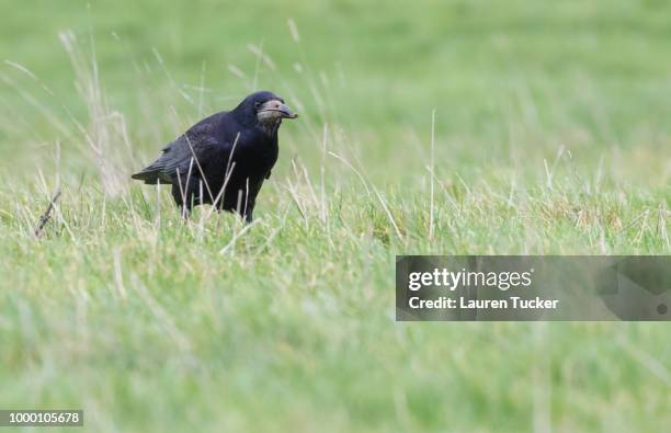 Rook (Bird) Photos and Premium High Res Pictures - Getty Images
