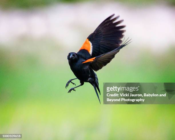 red winged black bird flying toward camera at jones beach - rotschulterstärling stock-fotos und bilder