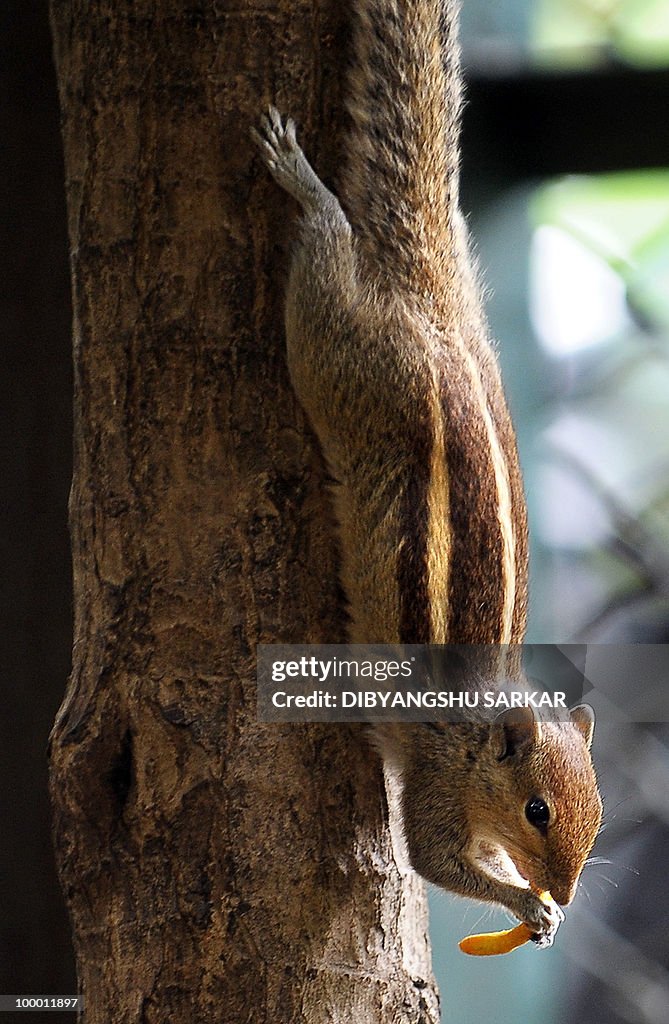 A Squirrel enjoys a snack in Bangalore o