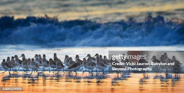 flock of dunlin at sunrise as wave washes to shore at jones beach - dunlin bird stock pictures, royalty-free photos & images