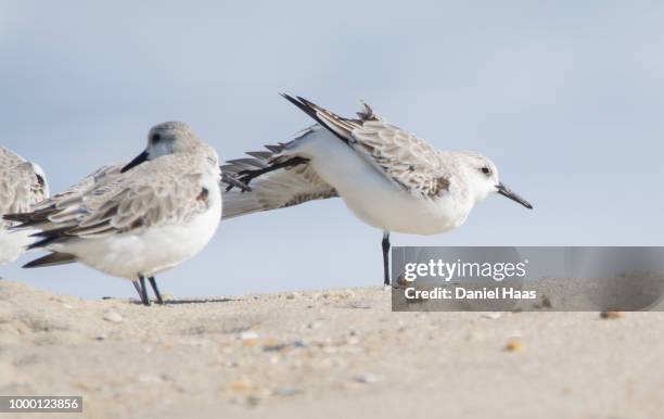 a beach yoga accident - haas stock pictures, royalty-free photos & images