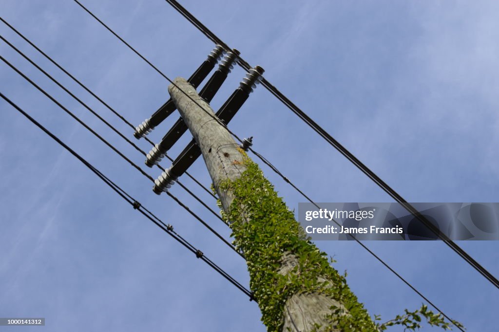 Moss on a telephone pole