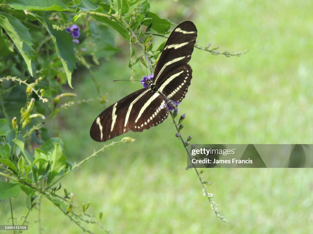 Black butterfly 1