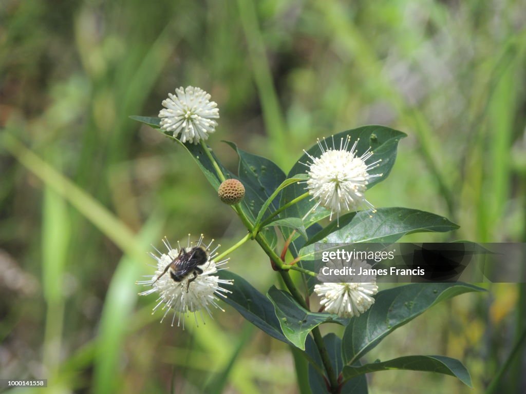 Bee on weed