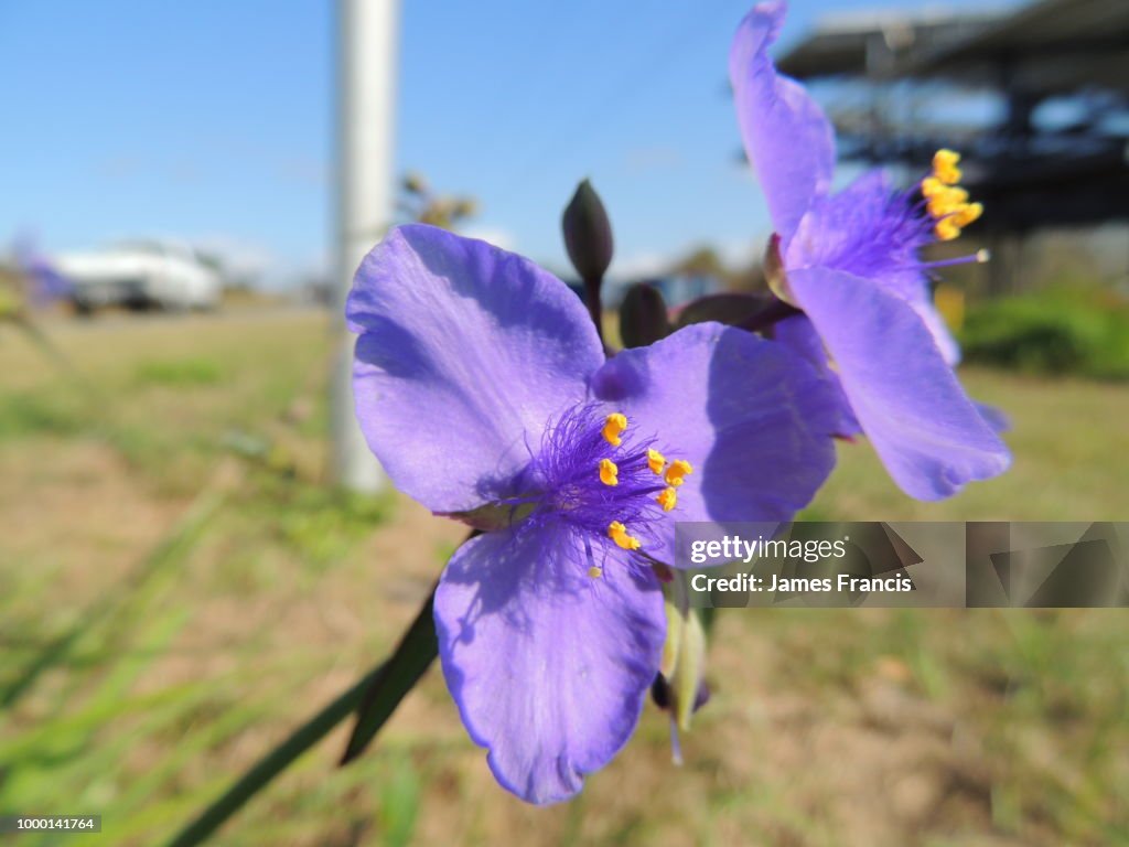 Small blue road flower