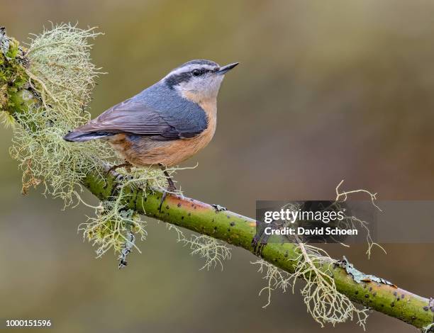 red breasted nuthatch - nuthatch stock pictures, royalty-free photos & images