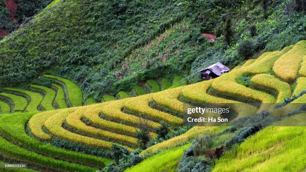 Rice fields on terraced of Ta Xua ,Son La , Vietna