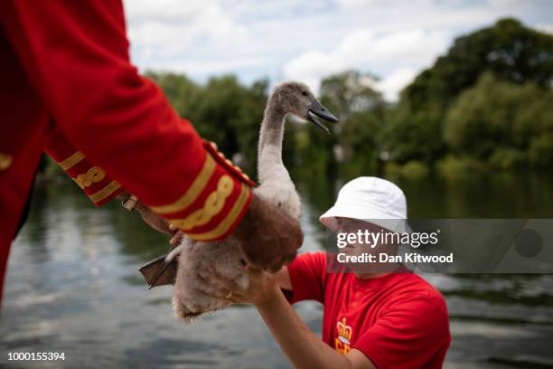 Cygnets are checked during the annual Swan Upping census on July 16, 2018 on the River Thames, South West London. The historic Swan Upping ceremony...