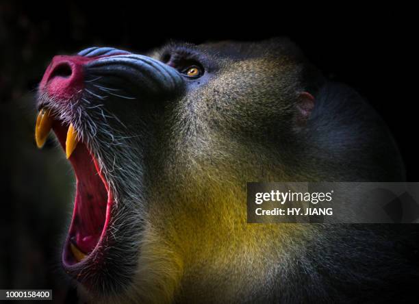 monkey! - mandrill stockfoto's en -beelden