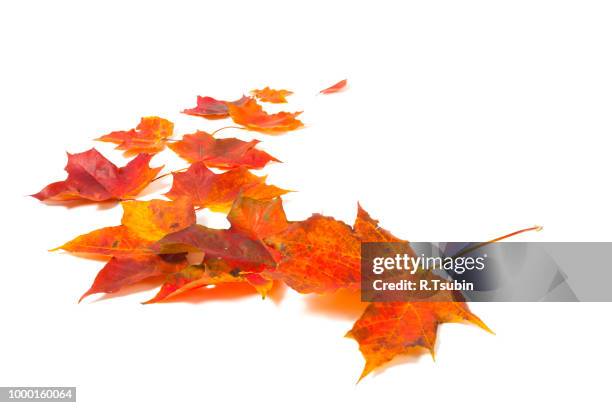 autumn red orange maple leaves isolated on white background - automne feuilles photos et images de collection