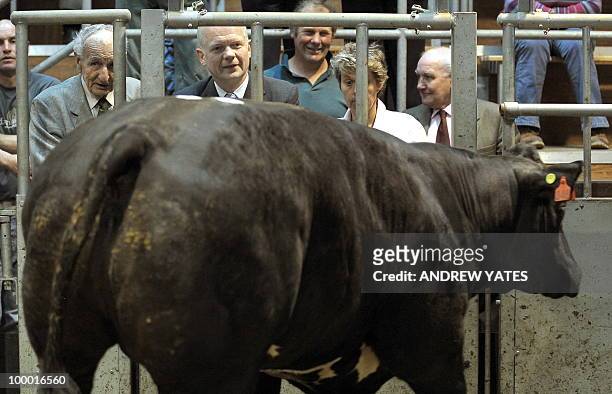 Foreign Secretary William Hague looks at a cow during a cattle auction at the Thirsk rural business centre in Thirsk, north Yorkshire, England on May...