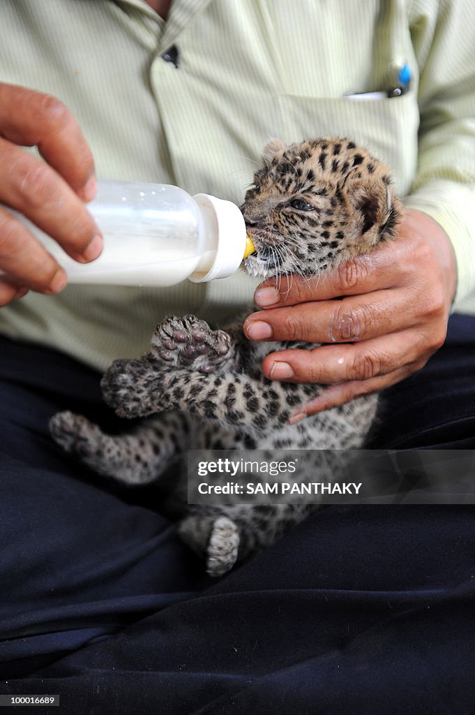 A wildlife park keeper nurtures one of t