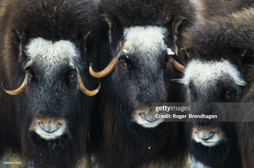 Musk Ox Protection The Musk Ox High-Res Stock Photo - Getty Images