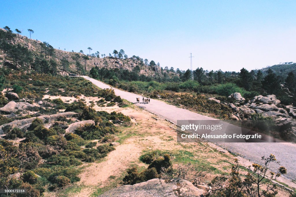 Portuguese Wilderness